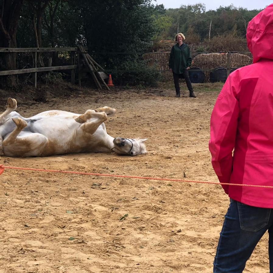 bedrijfstrainingen met paarden teamdag nijmegen