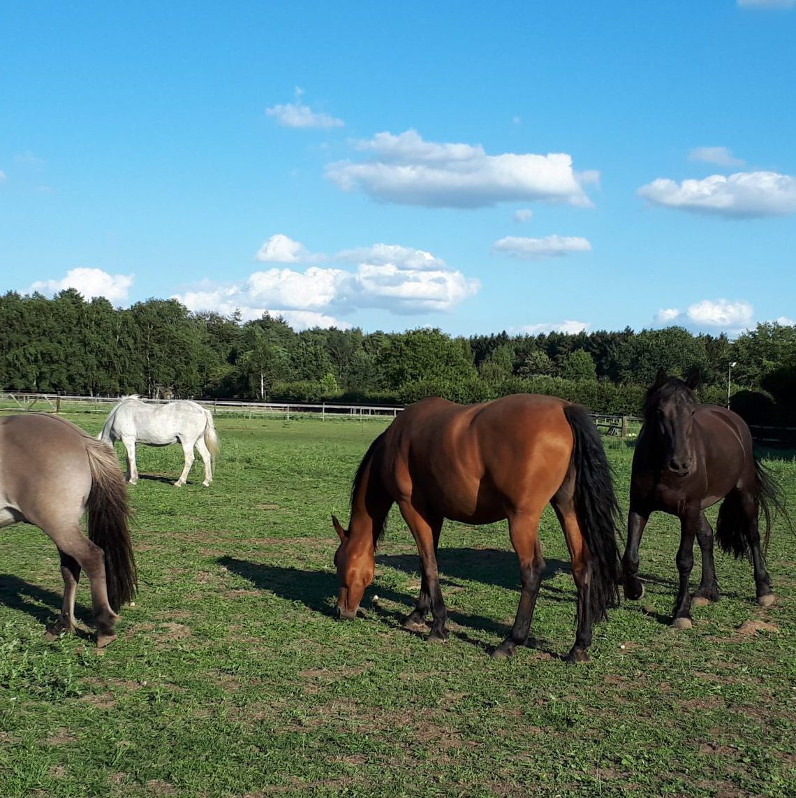 de kudde paardenwijs