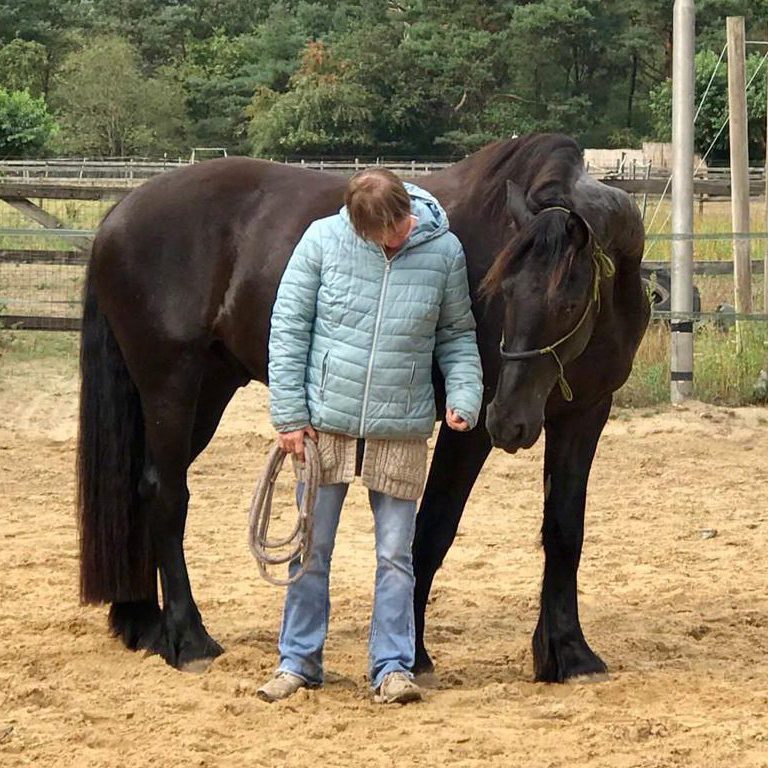 opstellingen met paarden systemische paardencoaching