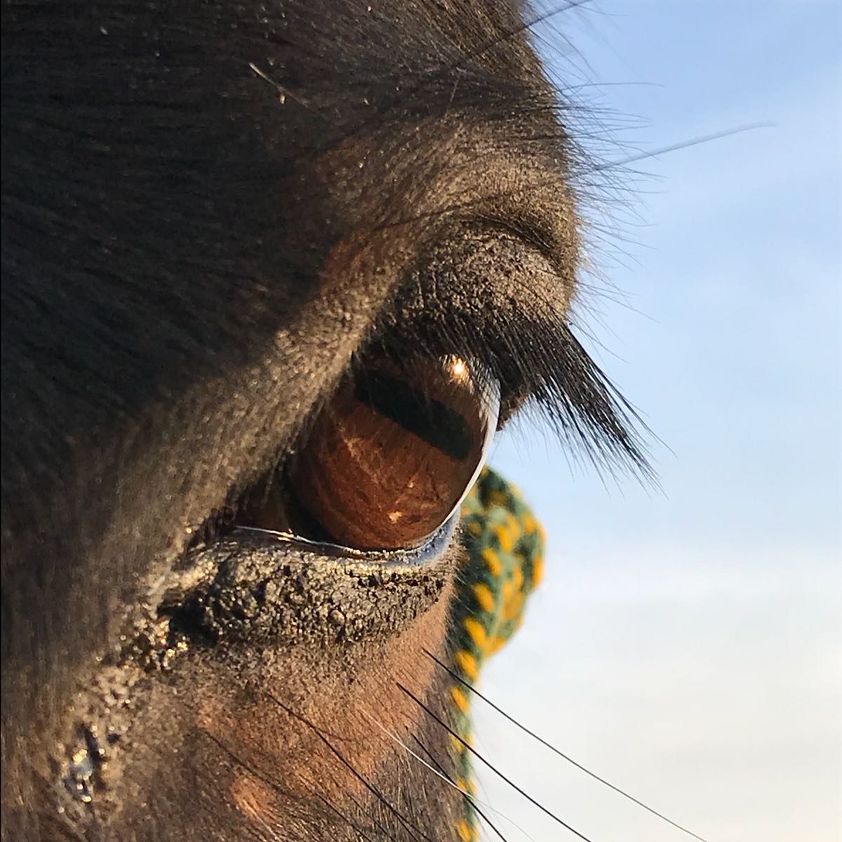 visie op mens en paard