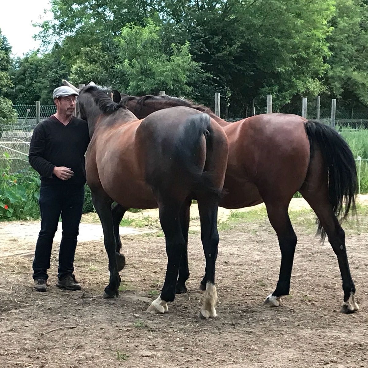paard en tai chi